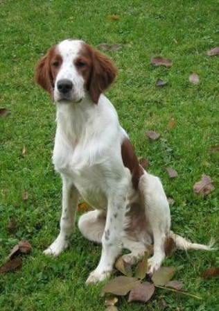 setter red and white