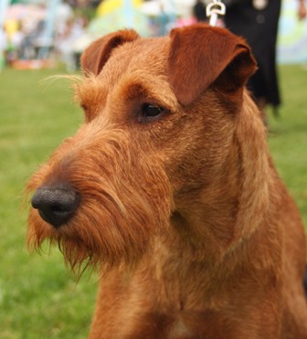 available irish terriers