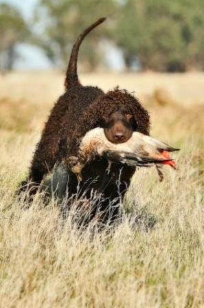 Irish Water Spaniel Breed Information History Health Pictures