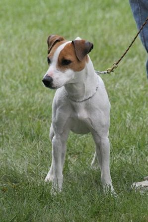 long haired short legged jack russell