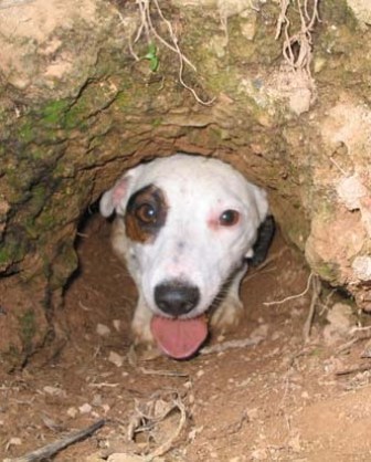 Jack Russell Terrier Breed Information History Health Pictures