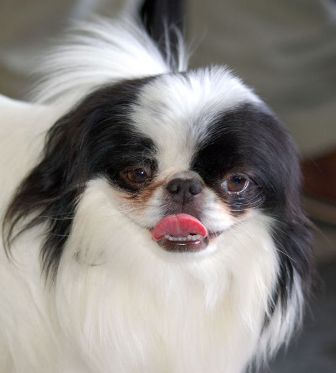 Japanese Chin Breed Information History Health Pictures And More