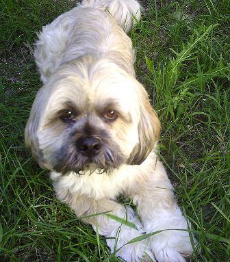 Lhasa Apso Breed Information History Health Pictures And More