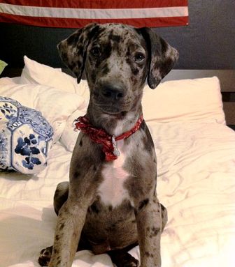 Louisiana Catahoula Leopard Dog Breed Information History Health Pictures And More,Chicken Satay Sauce