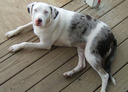 Louisiana Catahoula Leopard Dog Breed Information History Health Pictures And More,Chicken Satay Sauce