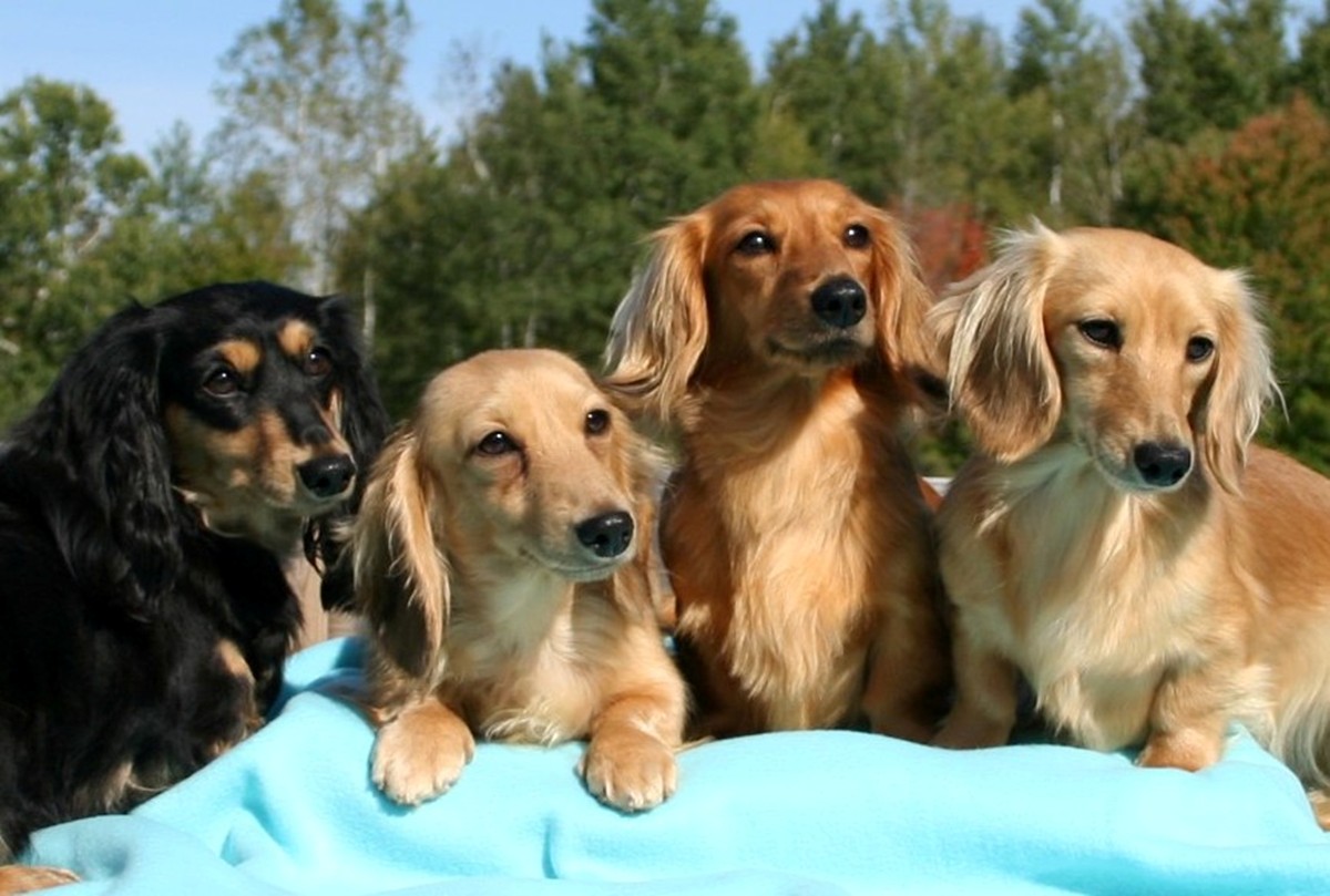Miniature Dachshund Breed Information History Health Pictures