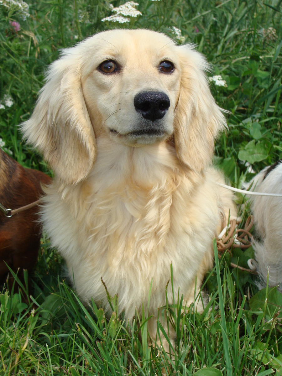 Miniature Dachshund Long Haired Breed Information History Health