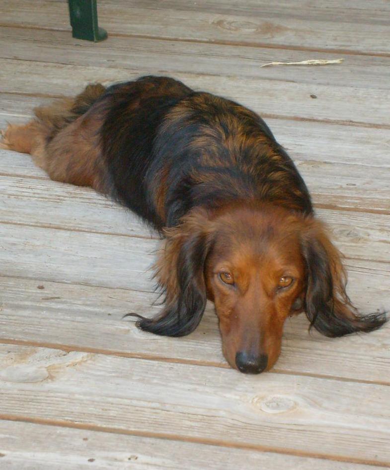 breeding long hair and short hair dachshund