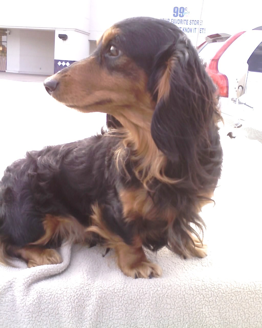 Miniature Dachshund Long Haired Breed Information History Health