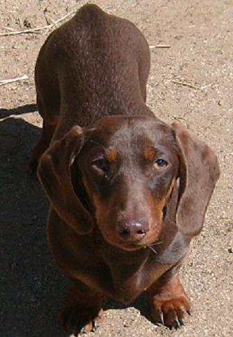 Miniature Dachshund Smooth Haired Breed Information History