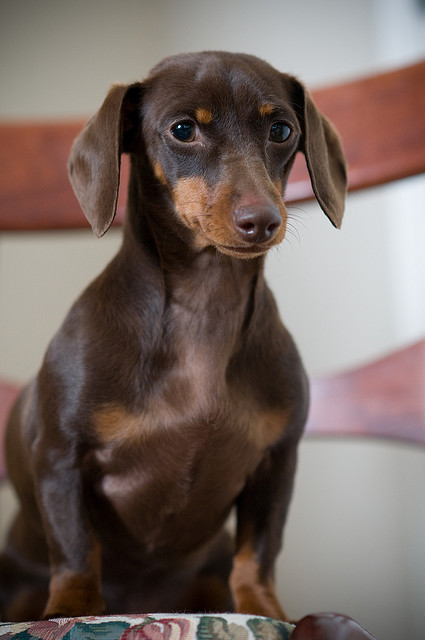 Miniature Dachshund Smooth Haired Breed Information History