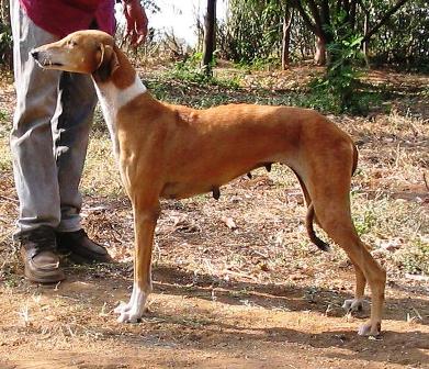 the mudhol hounds information