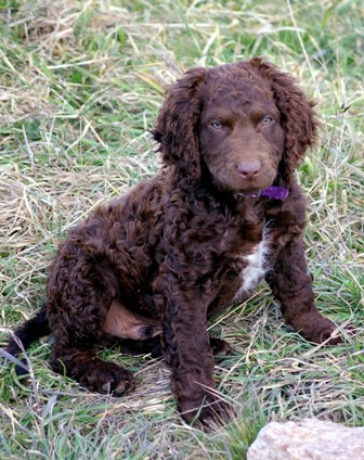 Murray River Curly Coated Retriever Breed Information History