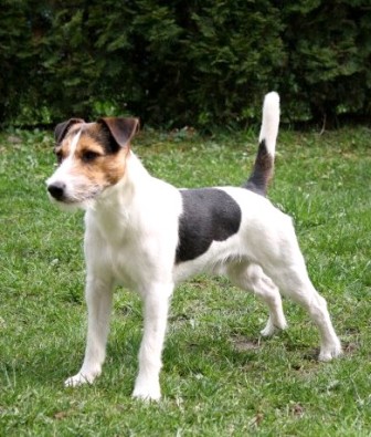 Parson Russell Terrier Breed Information History Health