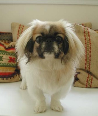 japanese chin pekingese