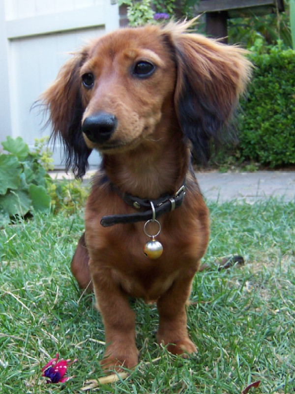 dachshund long hair