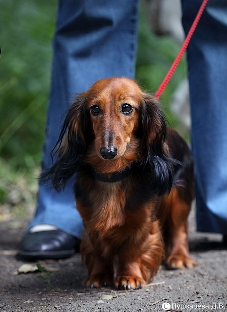 dachshund long hair