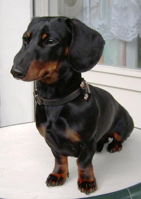 Rabbit Dachshund Smooth Haired Breed Information History Health