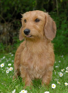 red wire haired terrier