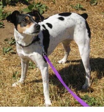 rat terrier tail