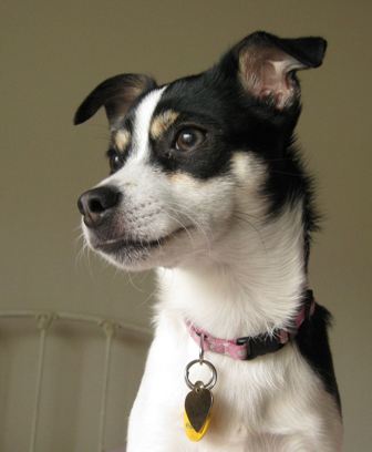 all about rat terriers