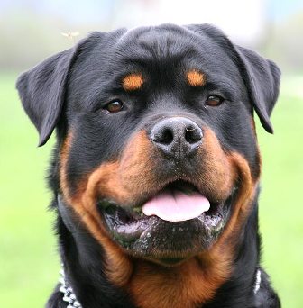 Rottweiler Breed Information History Health Pictures And More