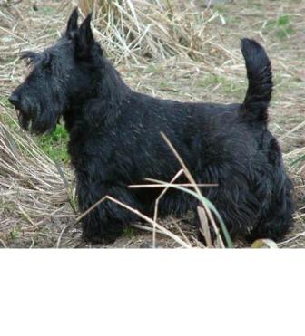Scottish Terrier Breed Information History Health Pictures And