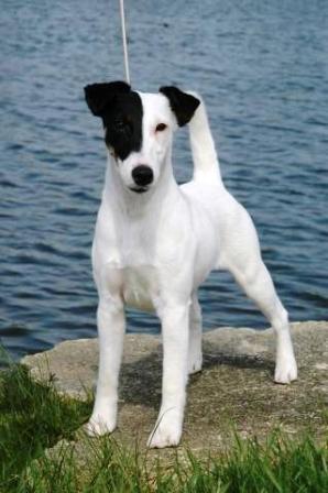 Smooth Fox Terrier Breed Information History Health Pictures