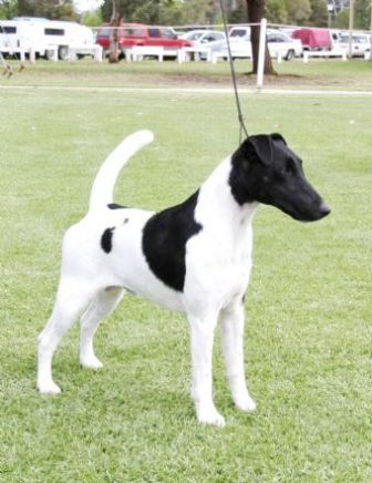 fox terrier english