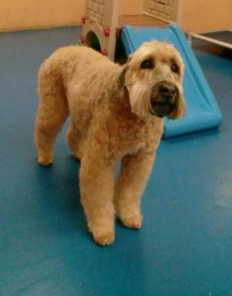 red wheaten terrier