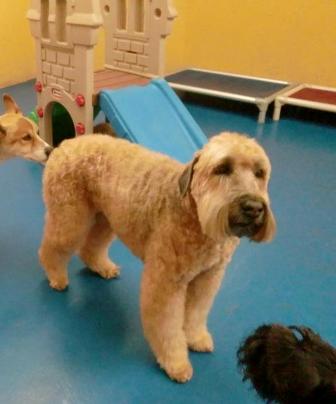 Soft Coated Wheaten Terrier Breed Information History Health