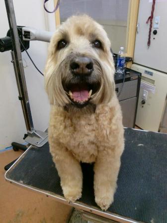 short coated wheaten terrier