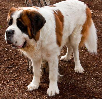 st bernard shedding