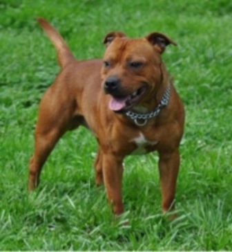 do staffordshire terriers shed