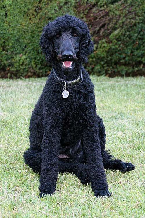 Standard Poodle Breed Information: History, Health ...
