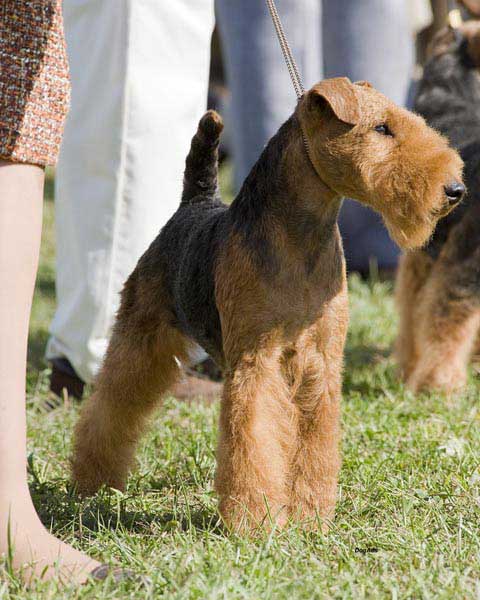 Welsh Terrier Breed Information: History, Health, Pictures ...