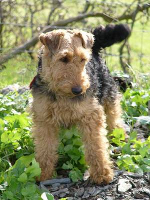 Welsh Terrier Breed Information: History, Health, Pictures ...