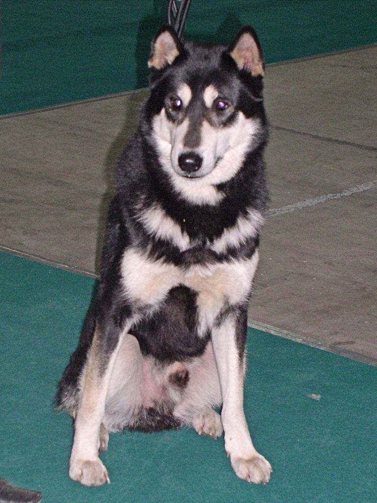 West Siberian Laika Breed Information History Health Pictures And More