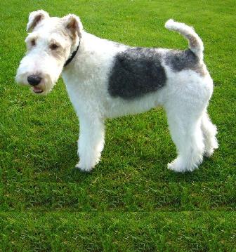 wire coated terrier