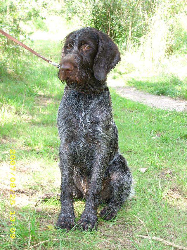 griffon wirehaired pointer