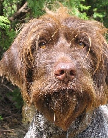 Wirehaired Pointing Griffon Breed Information History Health