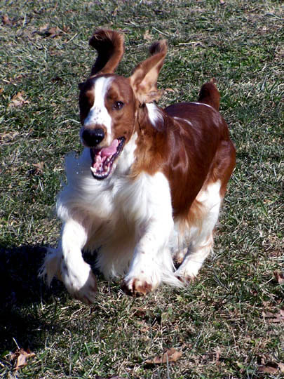 wells springer spaniel