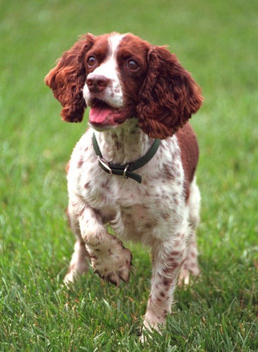 springer spaniel cocker