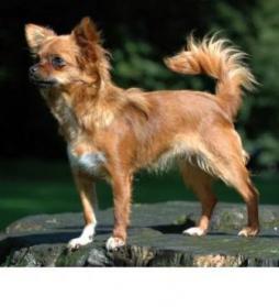 Chihuahua (1).jpg