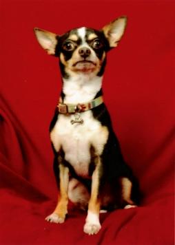 Chihuahua (2).jpg