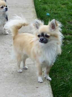 Chihuahua.jpg