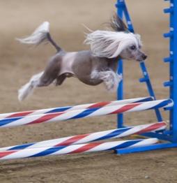 Chinese Crested Dog (1).jpg