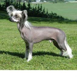 Chinese Crested Dog.jpg