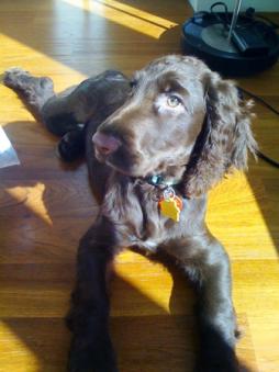 Field Spaniel Breed Information: History, Health, Pictures ...