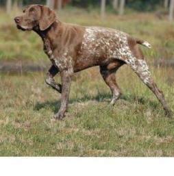 German Shorthaired Pointer.jpg